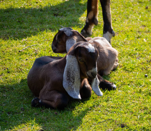 Goat closeup