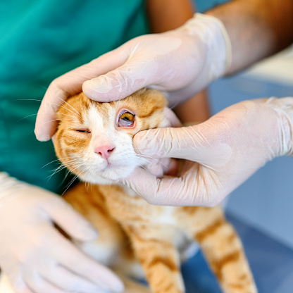 Unrecognizable doctor veterinarian examining eye of kitten, close-up.