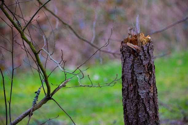 istock Shredded Stump to Smaller Sized Former Tree with Grass in Background 1387313582