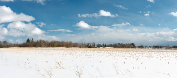 terreni agricoli in canada: vista panoramica del campo di mais raccolto coperto di neve sotto un cielo blu nuvoloso in ontario, canada - corn snow field winter foto e immagini stock