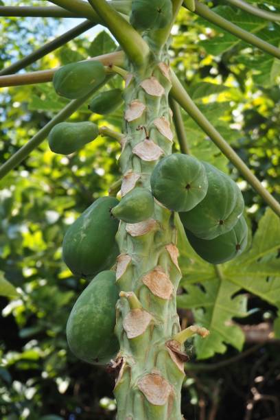 istock Papaya tree by the house 1387316650