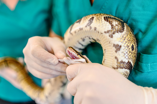 Veterinarian team examining python - snake