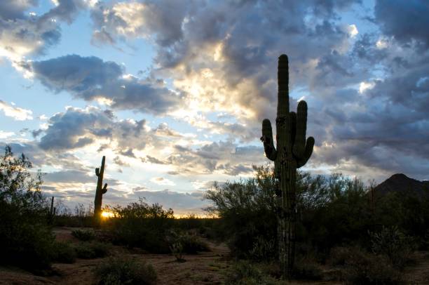 istock Saguaro Sunrise in Arizona 1387317024