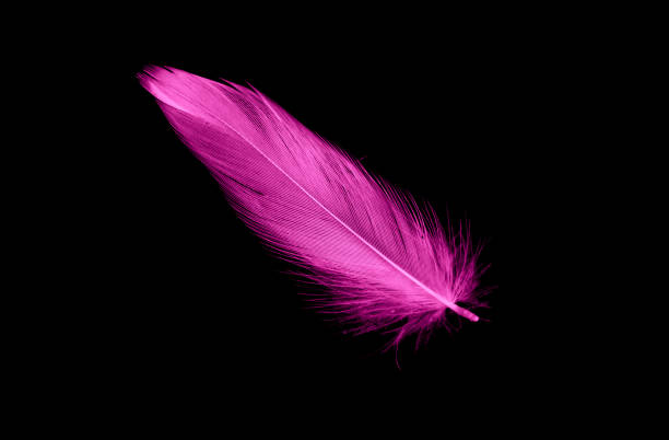 istock purple bird feathers on a black background 1387318184