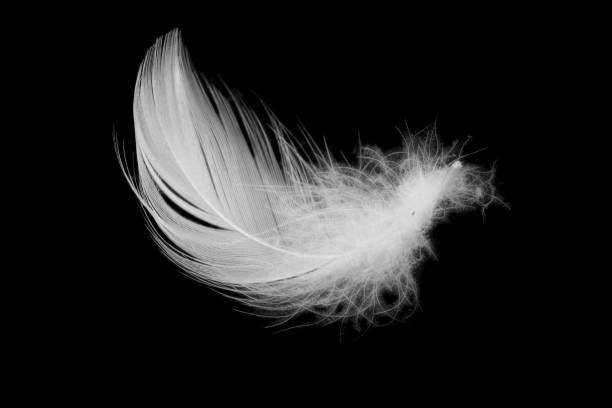 istock white duck feathers isolated on black background 1387318185