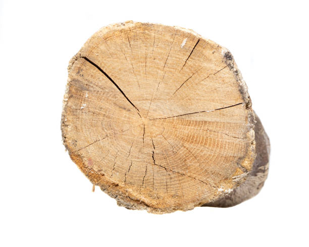 istock cut birch branch on a white background isolated 1387318259