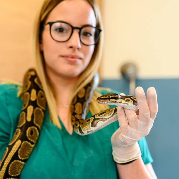 istock Veterinarian holds snake in hands. 1387318417