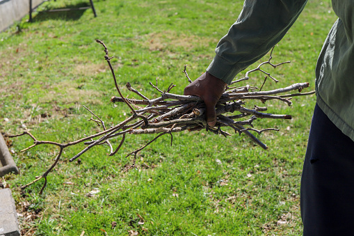 A black African-American man holding tree branches in his hand