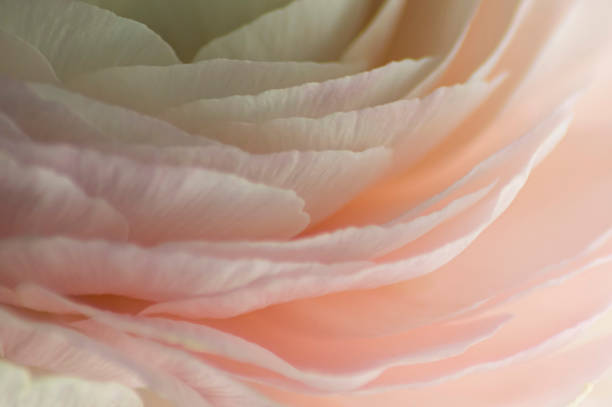 istock Selective soft focus details of pale pink buttercup flower 1387319280