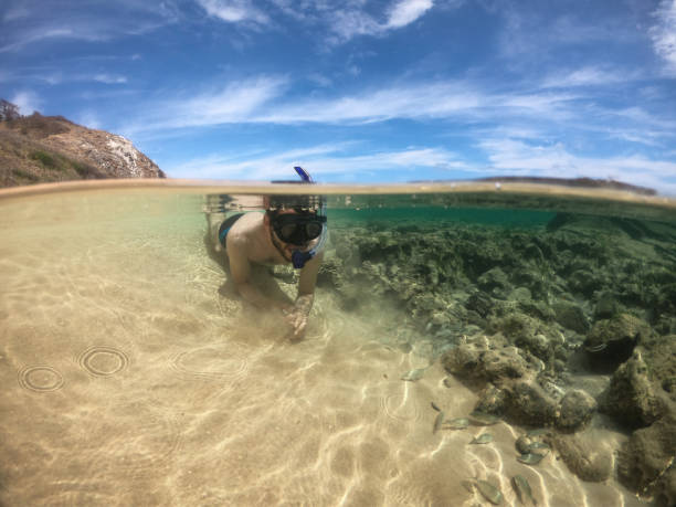 snorkeling turistico con pesci in acque limpide a fernando de noronha brasile - leao foto e immagini stock