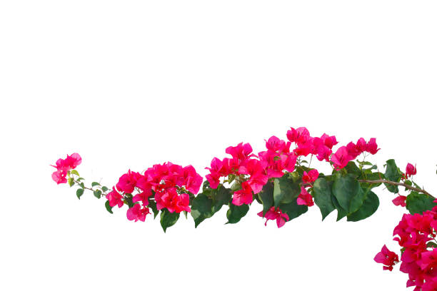 istock bougainvilleas isolated on white background. save with clipping path. 1387320922