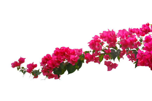 istock bougainvilleas isolated on white background. save with clipping path. 1387320936