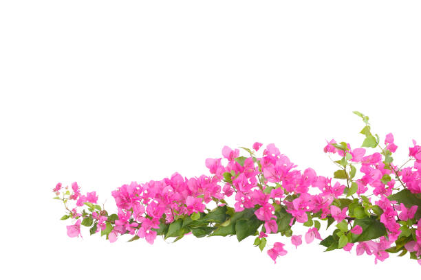 istock bougainvilleas isolated on white background. save with clipping path. 1387321004
