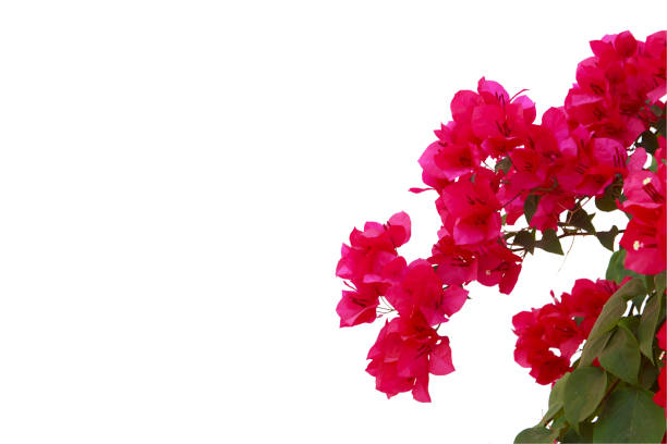 istock bougainvilleas isolated on white background. save with clipping path. 1387321023