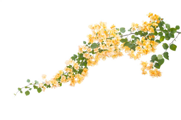 istock bougainvilleas isolated on white background. save with clipping path. 1387321034
