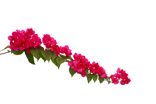 bougainvilleas isolated on white background. save with clipping path.