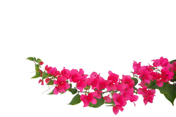 istock bougainvilleas isolated on white background. save with clipping path. 1387321049