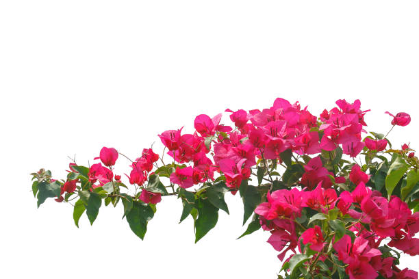 istock bougainvilleas isolated on white background. save with clipping path. 1387321053