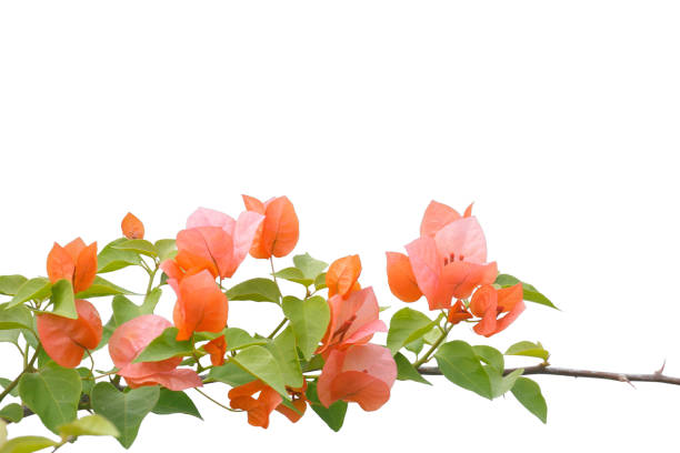 istock bougainvilleas isolated on white background. save with clipping path. 1387321068