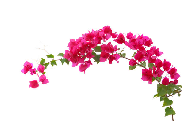 istock bougainvilleas isolated on white background. save with clipping path. 1387321086