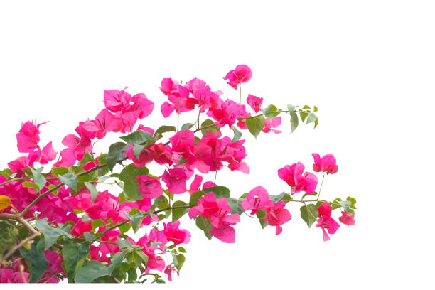 istock bougainvilleas isolated on white background. save with clipping path. 1387321126