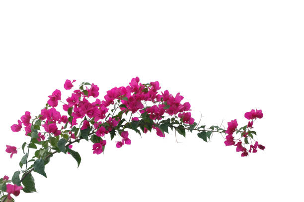 istock bougainvilleas isolated on white background. save with clipping path. 1387321134