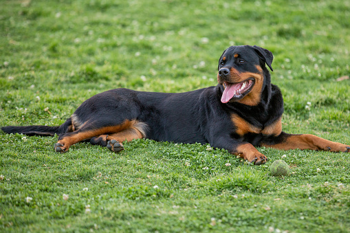 Gorgeous and regal Rottweiler sitting in the grass