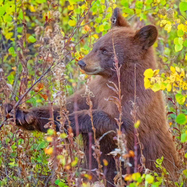 istock Waterton National Park in Alberta Canada 1387323442
