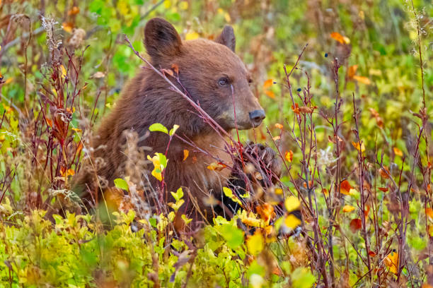 istock Waterton National Park in Alberta Canada 1387323451