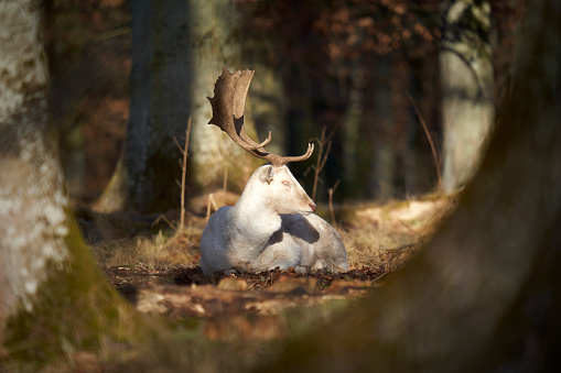 1 albino fallow deer lying by the trees in the forest. Stag (dama dama, Damhirsch) animal with with magnificent antlers and white fur on the ground.