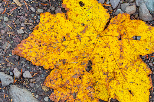 dry leaves on the ground in the summer, closeup of photo