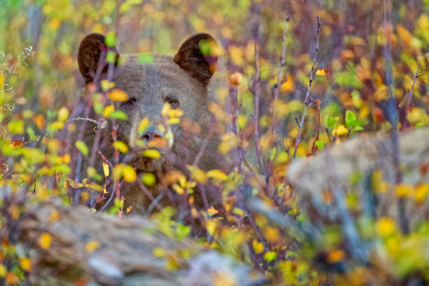 Bear in meadow
