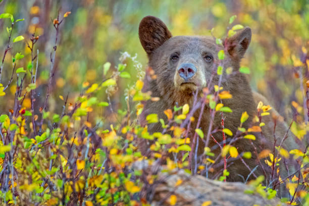 istock Waterton National Park in Alberta Canada 1387323522