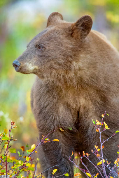 istock Waterton National Park in Alberta Canada 1387323526