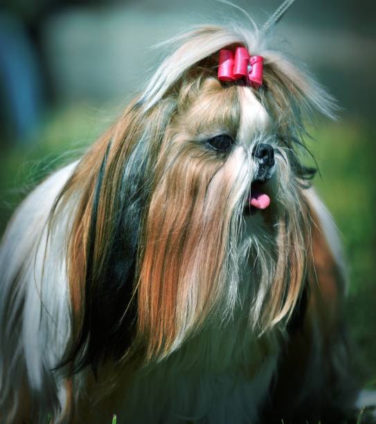 istock Dog breed Yorkshire Terrier, or York 1387323677