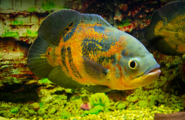 istock Astronotus ocellatus. Oscar fish (Astronotus ocellatus) swimming underwater 1387323736