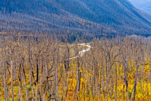 Rocky Mountain views after a forest fire in Waterton National Park in Alberta Canada