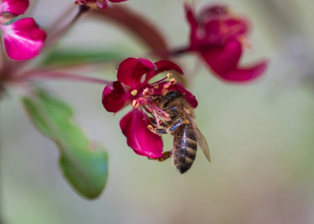 istock Bee collecting honey from pink cherry tree flower 1387326390