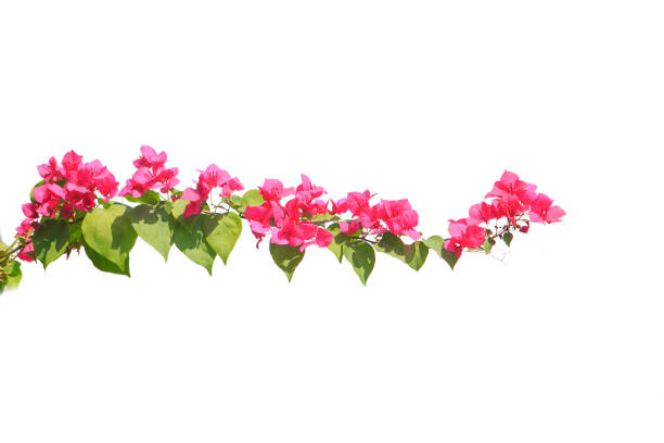 bougainvilleas isolated on white background. save with clipping path.