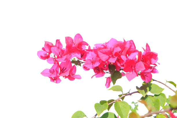 istock bougainvilleas isolated on white background. save with clipping path. 1387328122