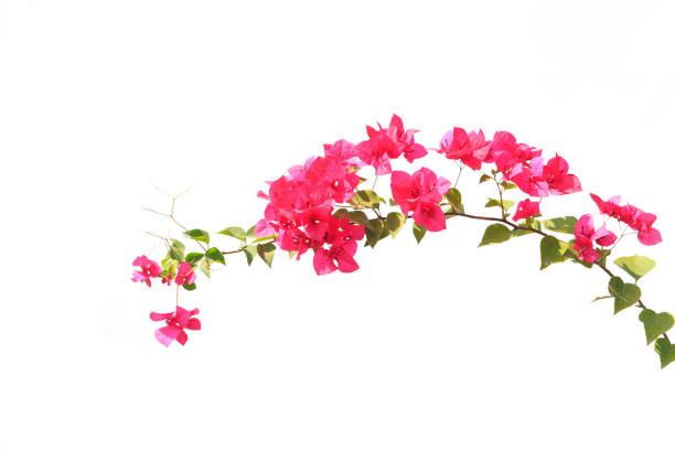 istock bougainvilleas isolated on white background. save with clipping path. 1387328130