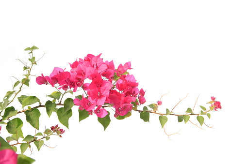 Bougainvillea Branch Pictures | Download Free Images on Unsplash