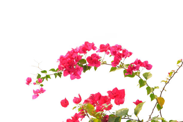 istock bougainvilleas isolated on white background. save with clipping path. 1387328165