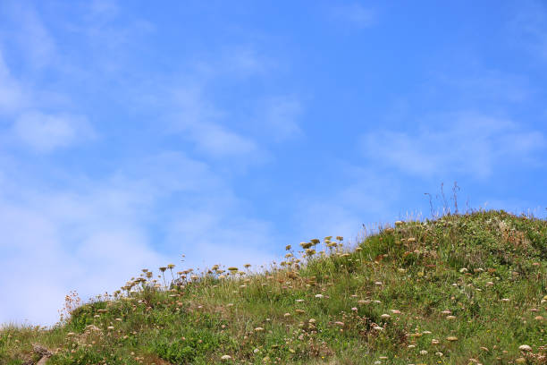 istock Basking under the summer sun on the south Cornwall coastline 1387329199