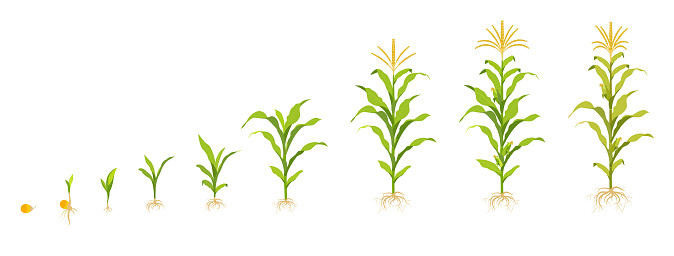 Corn growth cycle in the field. Seed germination, root formation, shoots with leaves and harvest stage. Vector illustration of the staged cultivation of vegetable crops.