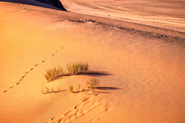 istock An outstanding desert-mountain landscape. Wadi Rum Protected Area, Jordan. 1387329554