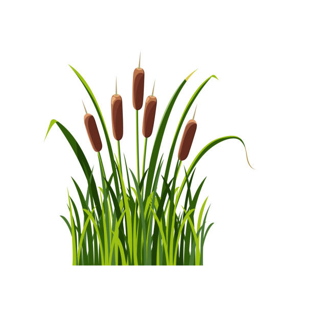 sumpf-katzenschwanz im gras, isoliert auf weiß. illustration schilfrohr im cartoon-stil. - grass nature dry tall stock-grafiken, -clipart, -cartoons und -symbole