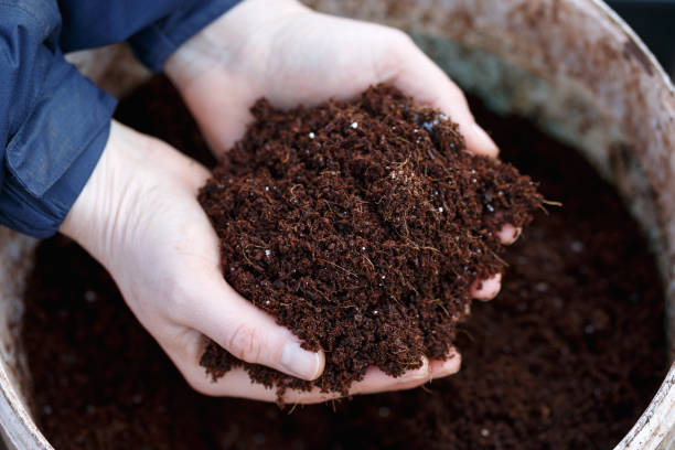 coconut coir compost sustanable potting up meadia in gardener hands
