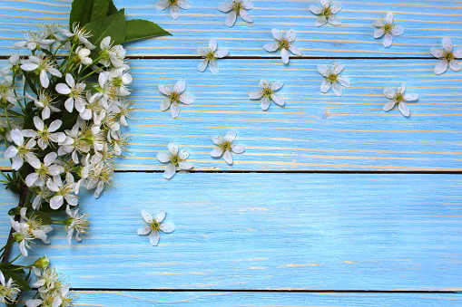 Cherry flowers lie on a blue wooden background with space for text.