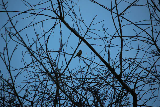 istock Brids playing in the freezing winter temperatures 1387333781